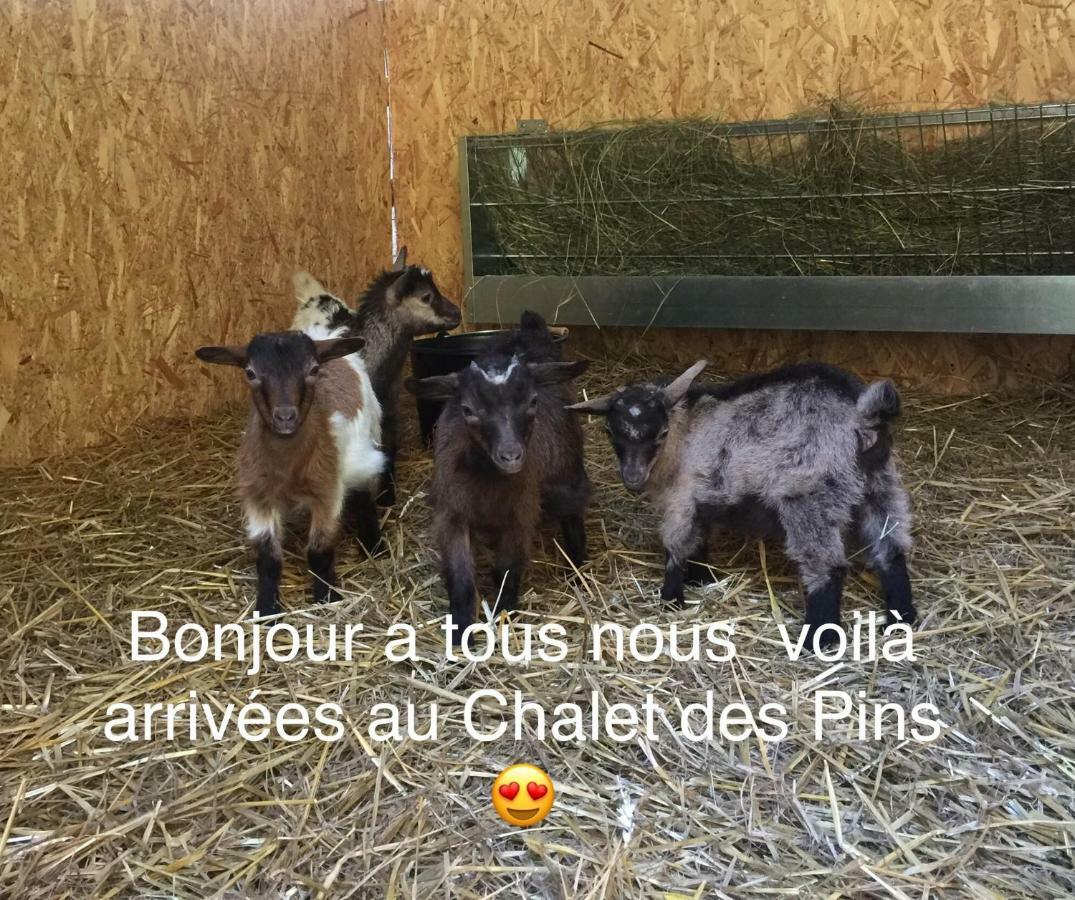 Le Chalet Des Pins Hotel Rougeou Eksteriør billede